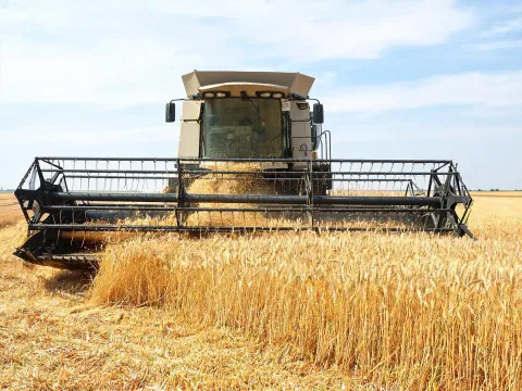 Small-grain harvest